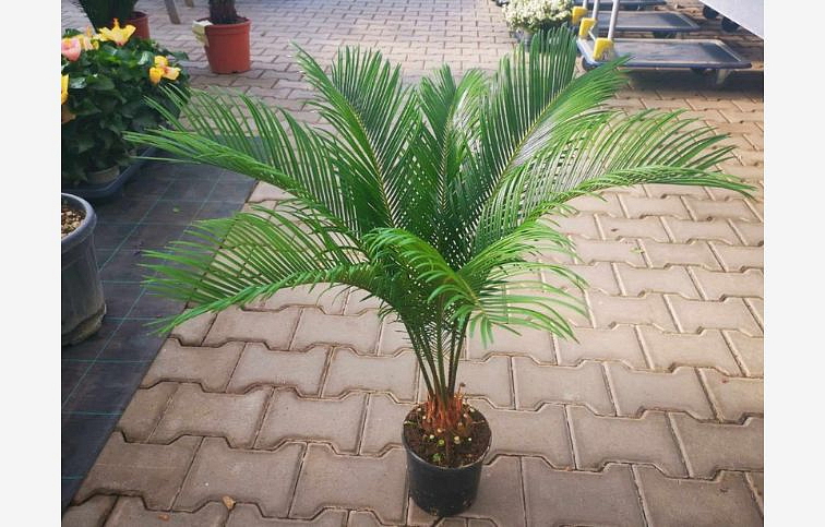 Cykas revoluta 40-50 cm, kont. p14