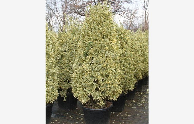 Bršlen japonský BRAVO 80-120 cm, kont. 15 l