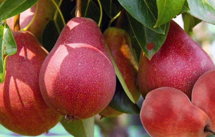 Hruška Red Bonkreta Williamsa, podp. Kaukazská hruška, voľnok.