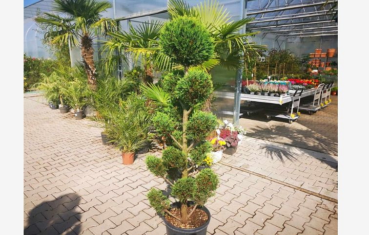 Cyprusovec leylandský CASTL. GOLD ponpons 120-140 cm, kont. 25-30 l