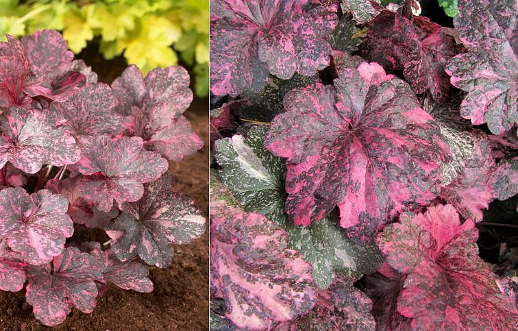 Heuchera Midnight Rose Select, kont. 0,5 l