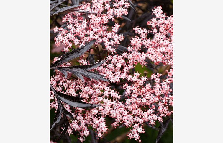 Baza čierna Black Lace 30-40cm, kont. p17