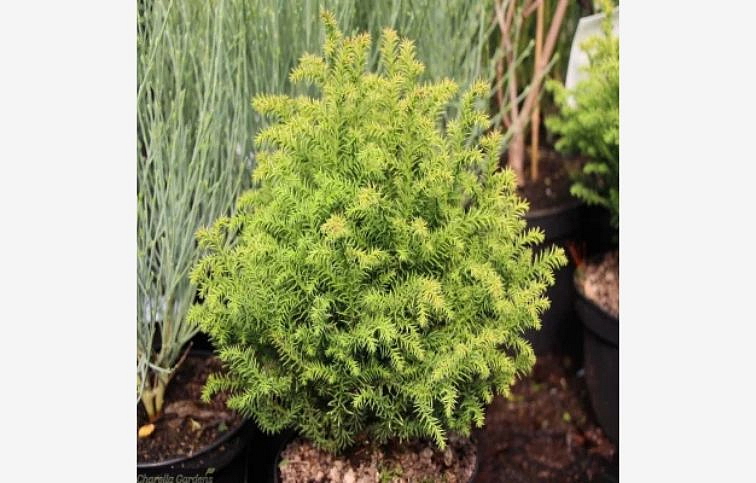 Kryptoméria japonská Vilmorin Gold 10-20cm - Cryptomeria, kont. 2 l