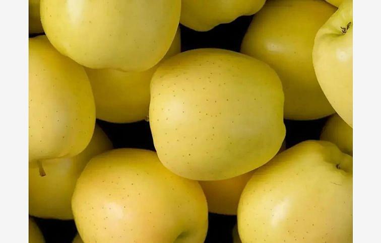 Jabloň Golden Delicious Reinders, podp. M26, voľnok.