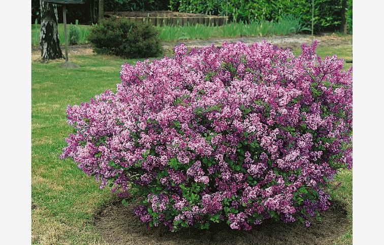 Orgován meyerov Palibin 10-20cm - Syringa meyeri kont. 2 l
