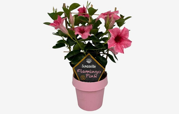 Mandevila Flamingo pink na stojane 30cm, kont. p14