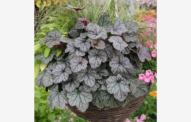 Heuchera Sugar Frosting, kont. 0,5 l