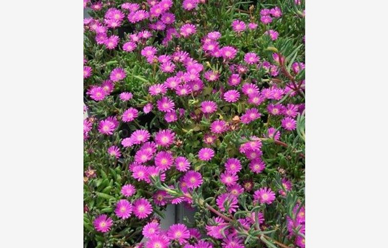 Poludňovka Jewel of Desert Opal - Delosperma, kont. 0,5 l