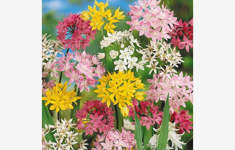 Okrasný cesnak Small Flowering Mixed 5 ks v kont. 0,5 l