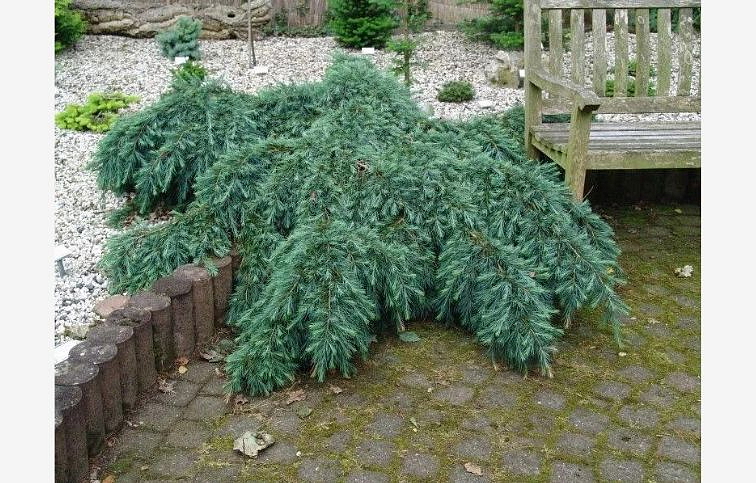 Céder himalájsky FEELING BLUE 70-90 cm, kont. 9 l