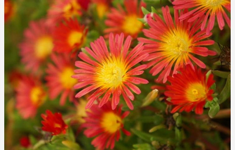 Poludňovka Wheels of Wonder Fire - Delosperma, kont. 0,5 l