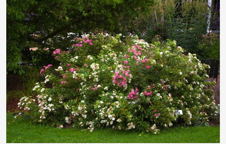 Tavoľník japonský Genpei 10-20cm - Spiraea japonica kont. 2 l