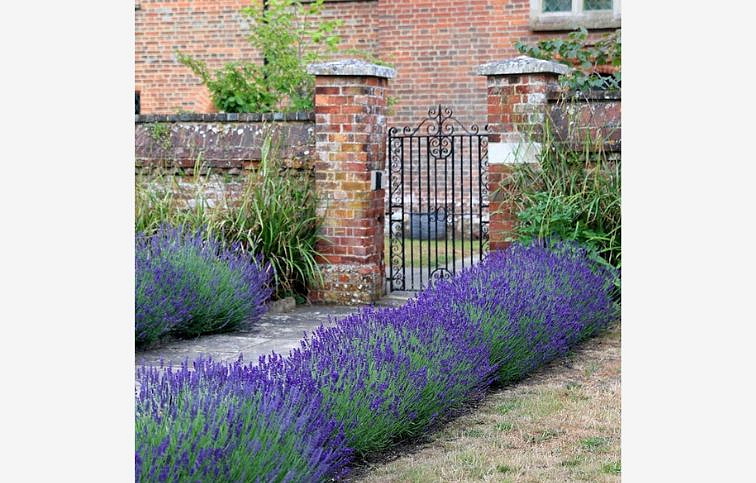 Levanduľa úzkolistá Hidcote Blue - Lavandula angustifolia, kont. p12