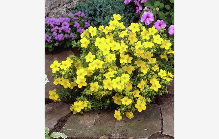 Nátržník krovitý Goldstar - Potentilla fruticosa kont. 1,5 l