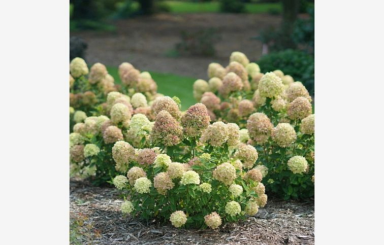 Hortenzia metlinatá Little Lime 20-40cm, kont. C3