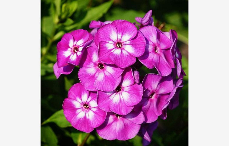 Flox metlinatý Flame Purple Eye - Phlox paniculata, kont. 1 l