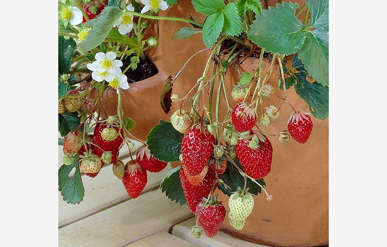 Jahody stálerodiace Selva - Frigo sadba A, zväzok 10 ks