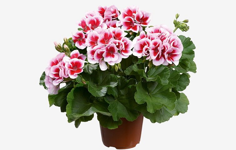 Muškát vzpriamený Dolomites Fantastic - Pelargonia, kont. 0,7 l