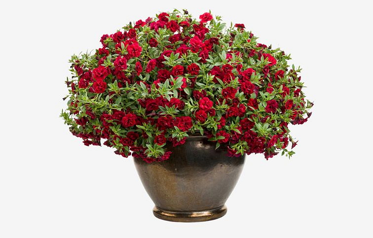 Minipetúnia Million Bells Superbells Double Ruby - Calibrachoa, kont. 0,5 l