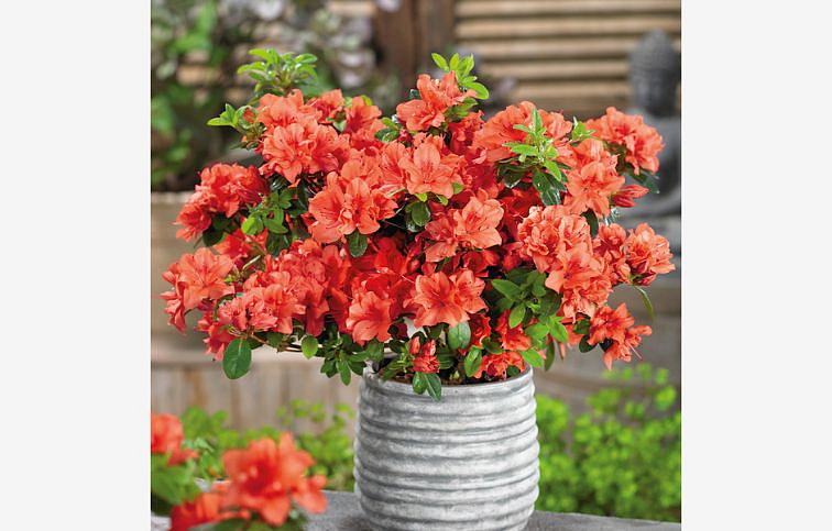 Azalka japonská Geisha Orange 40-70 cm, kont. 5 l