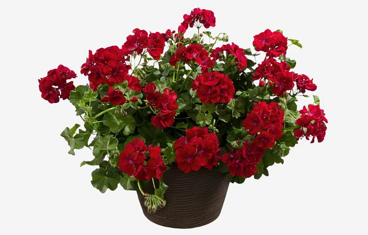 Muškát previsnutý Allegria Velvet Night - Pelargonia, kont. 0,5 l