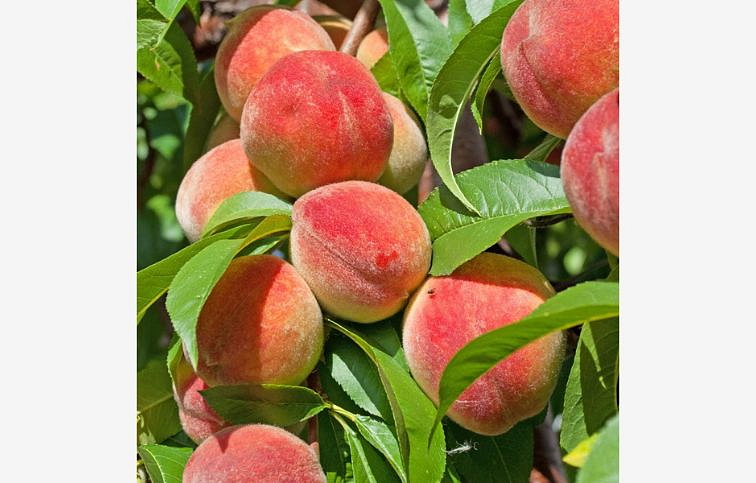 Broskyňa Redhaven, podpník Rakonieviczká, voľnok.