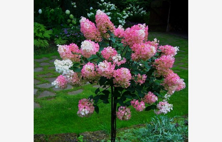 Hortenzia metlinatá Vanille Fraise na cca 30cm kmienku, výška 100-120 cm, kont. C10