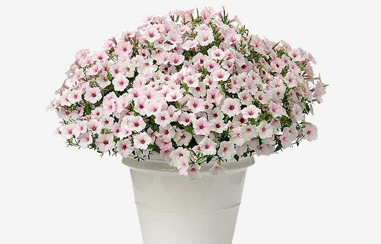 Petúnia Supertunia Vista Silverberry, kont. 0,5 l
