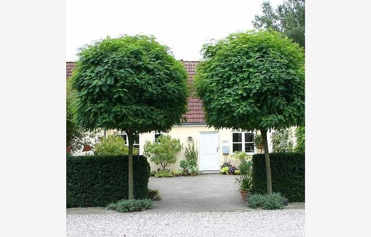 Agát biely Umbraculifera na 200-220cm kmeni, výška 280-320cm, obvod kmeňa 12-14cm, C55 l