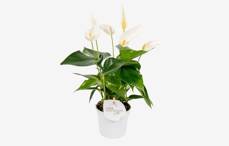 Antúria Banderola Cava biela 20-30cm - Anthurium, kont. p9