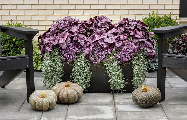 Heuchera Dolce Wildberry, kont. 0,5 l