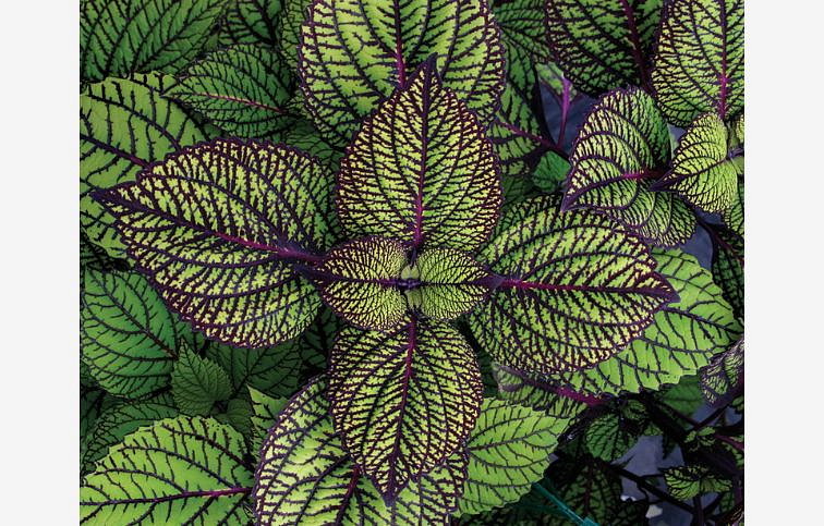 Koleus Fishnet Stocking - Coleus, kont. 0,5 l