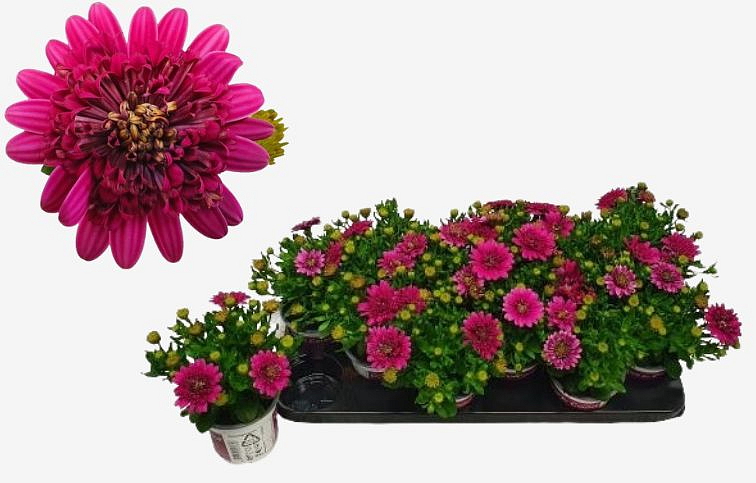 Africká sedmokráska Double Purple - Osteospermum, kont. p10,5