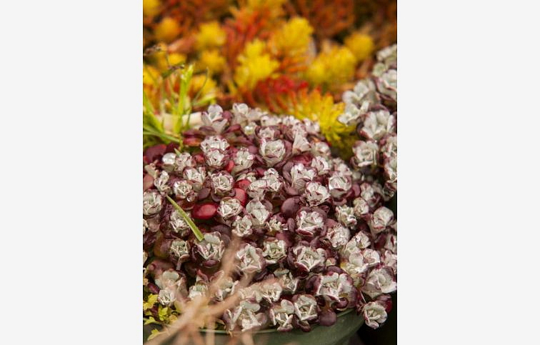 Rozchodník skalný Purpureum - Sedum spathulifolium, kont. 0,5 l