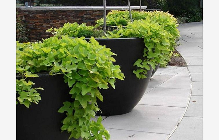 Povojník batatový Terrace Lime - Ipomea, kont. 0,5 l