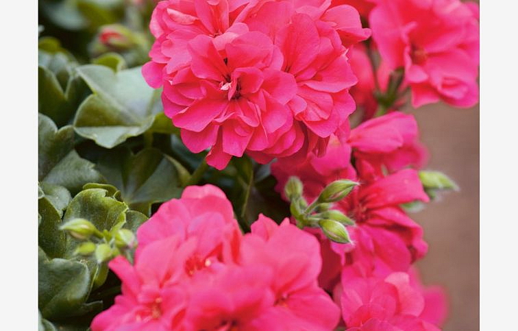 Muškát previsnutý Rocky - Pelargonium, kont. 0,5 l