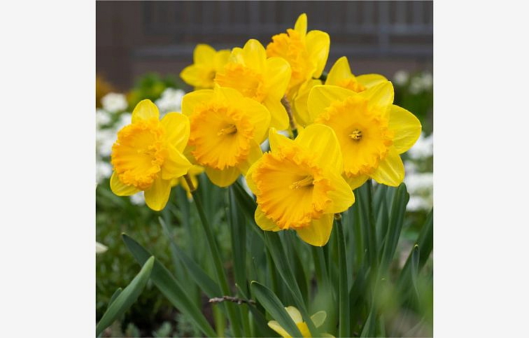 Narcis Carlton - Narcissus, kont. p9