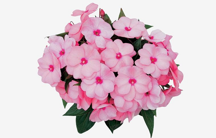 Netýkavka Nová Guinea Kiamba - Impatiens, kont. 0,7 l