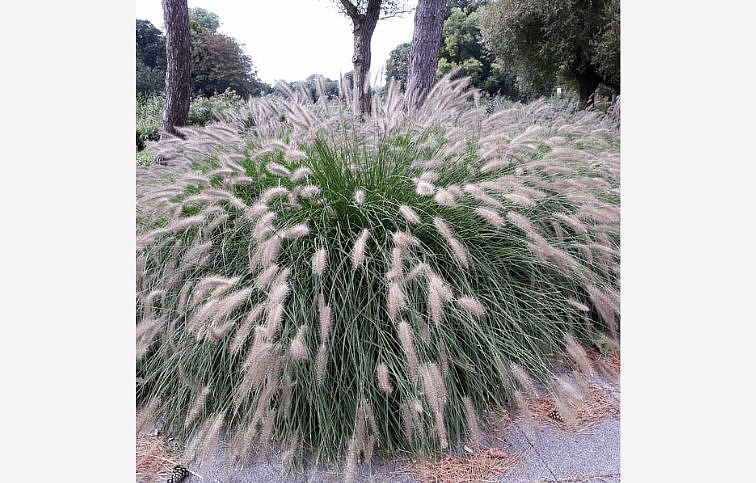 Perovec psiarkovitý Hameln - Pennisetum, kont. 1 l