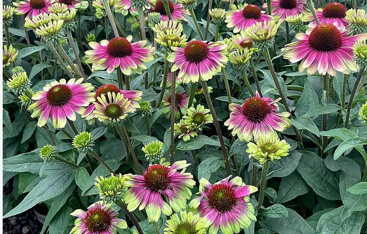 Echinacea purpurová Sweet Sandia, kont. 1 l