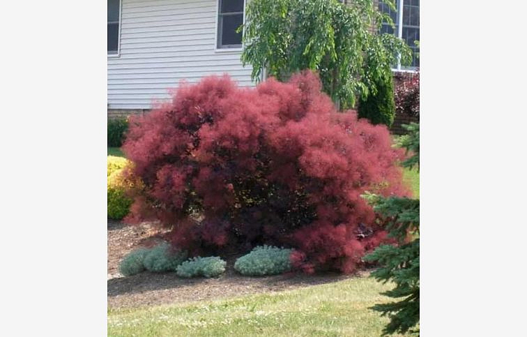 Škumpa vlasatá Royal Purple 40-60 cm, kont. 3 l