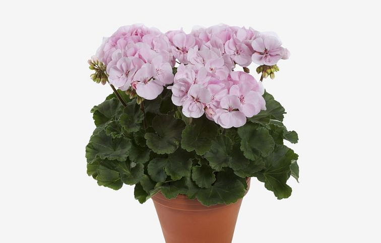 Muškát vzpriamený Alma - Pelargonium, kont. 0,7 l