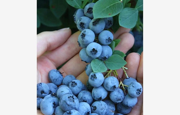 Čučoriedka kanadská Patriot 50-80cm, kont. 2 l