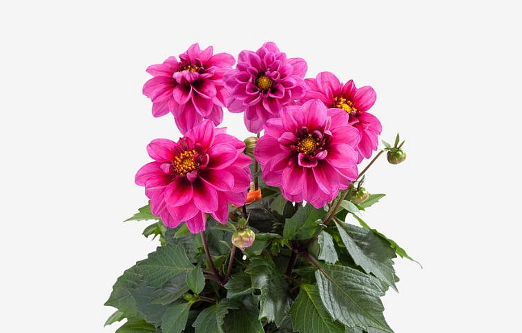 Dahlia Georgína Labella Medio Fun Pink With Eye - Dahlia, kont. 0,7 l