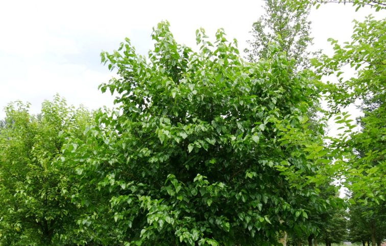 Moruša biela 40-70cm - Morus alba kont. 5 l