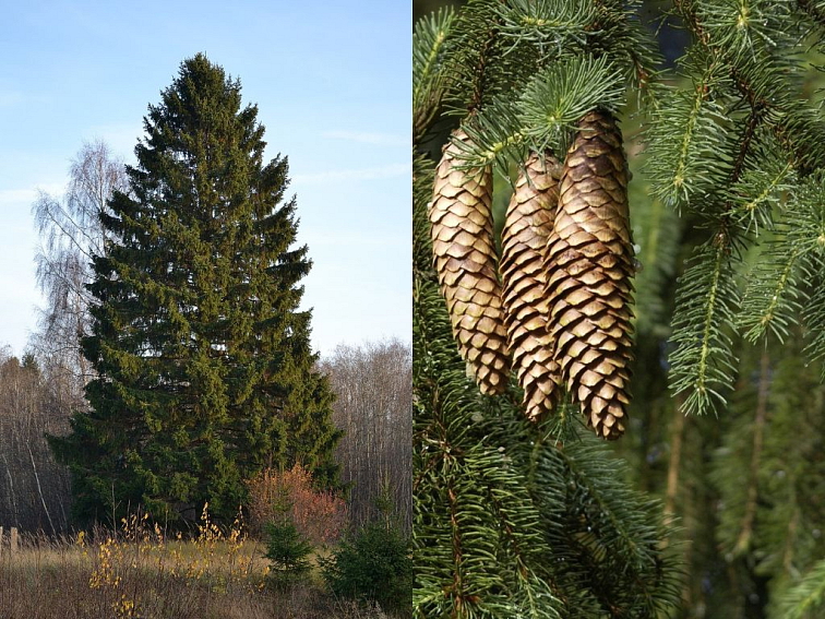 Smrek obyčajný 60-80cm - Picea abies kont. 5 l