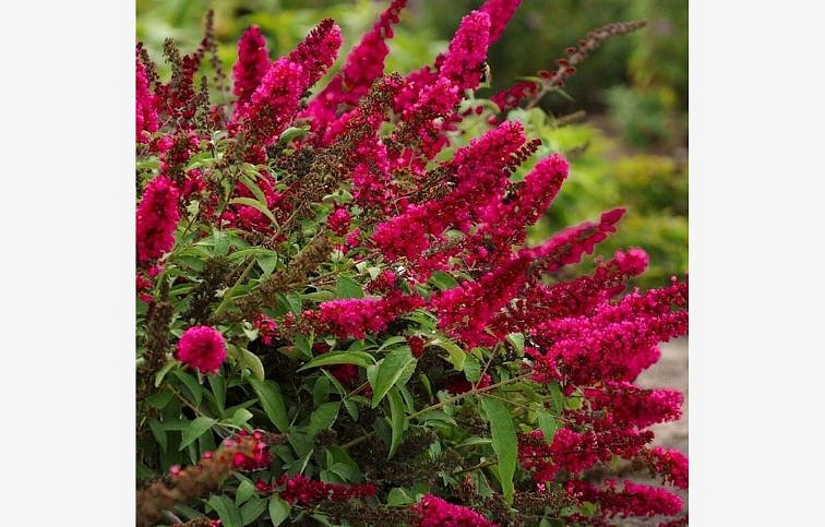 Budleja dávidova Prince Charming - Buddleja, kont. 1 l