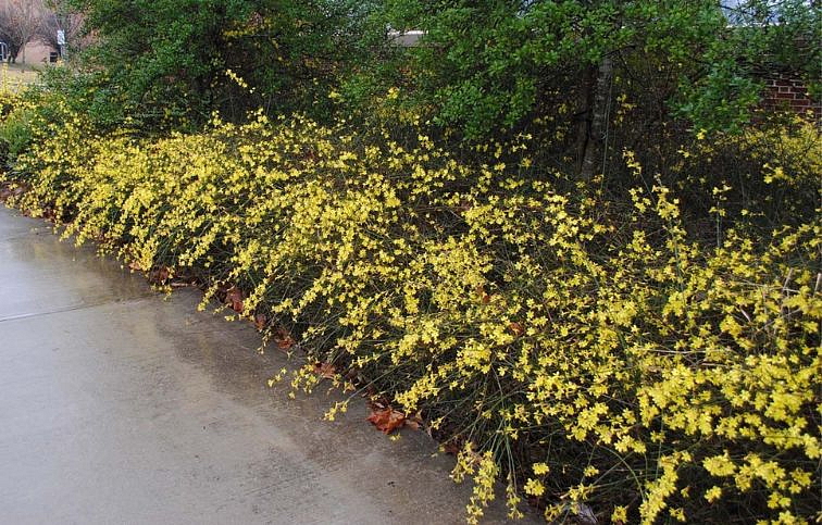 Jasminum nudiflorum - jasmín nahý 50-60cm, kont. p15