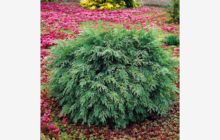 Cypruštek lawsonov Globosa 10-20cm - Chamaecyparis, kont. 2 l