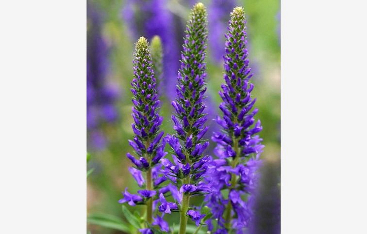 Levanduľa prostredná Grosso - Lavandula intermedia, kont. 0,5 l